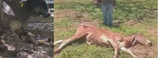Escasez de alimento agrava crisis ganadera en Cesar y La Guajira por impacto del fenómeno de El Niño