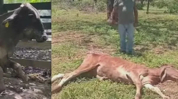 “Sí hay falta de comida”: ganaderos denuncian animales debilitados y más de 30 muertes en el Cesar