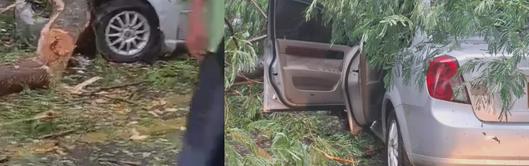 Un árbol cae sobre un vehículo durante fuerte tormenta en Agustín Codazzi, Cesar, sin dejar heridos