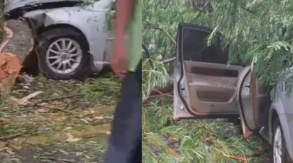 Un árbol cayó sobre un vehículo en plena lluvia en Codazzi