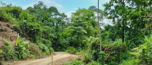 Autoridades investigan triple homicidio en zona rural de Chaparral, Tolima: hallan tres hombres muertos en Amoyá
