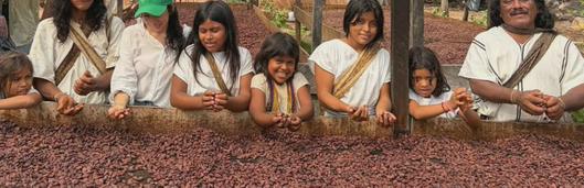 Cacao del Cesar impulsa exportaciones a Europa y Asia gracias a asociaciones campesinas, indígenas y apoyo internacional