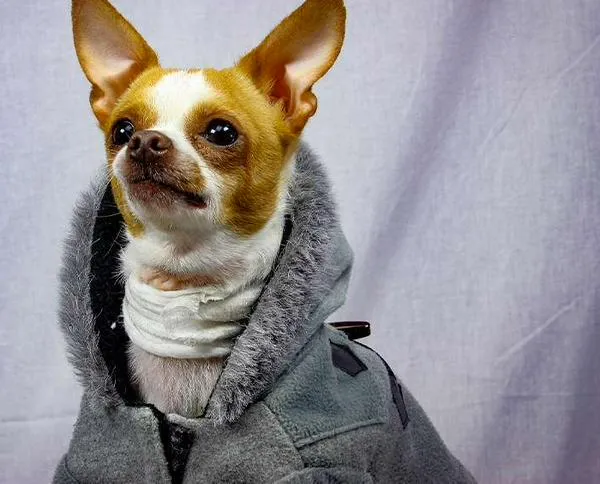 ¿Qué pueden enseñarnos los perros ancianos sobre el alzhéimer?