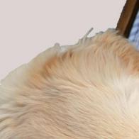 Esterilización gratis para mascotas llega a varios sectores de Cali: vea dónde y qué debe llevar