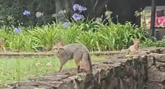 [Video] Familia de zorros sorprendió al recorrer antigua hacienda en Boyacá