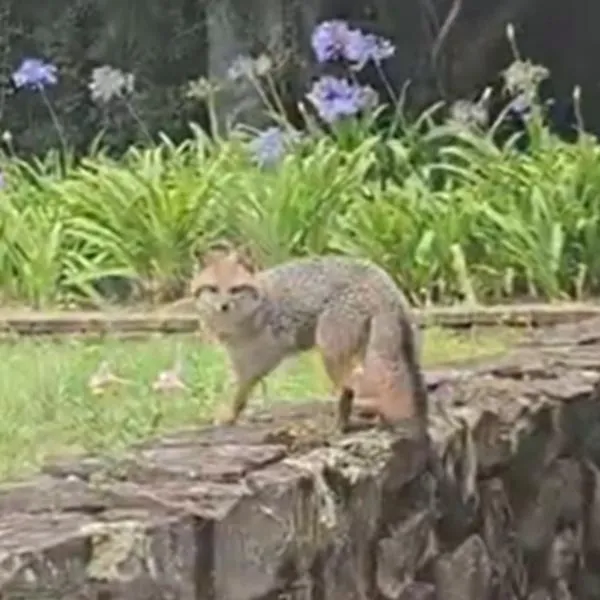 Zorro