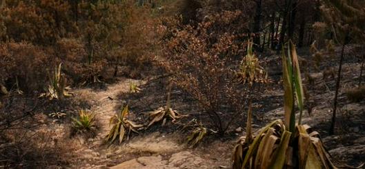 Incendio forestal en Villa de Leyva genera despliegue de emergencia y coordinación entre autoridades de Boyacá