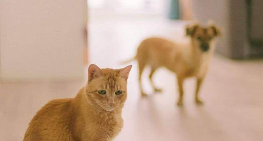 ¿Puede una mascota entrar a la declaración de renta de una persona? Dian aclara los casos