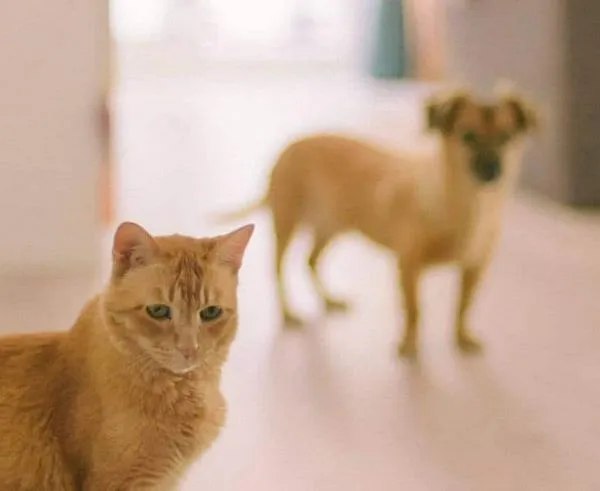 ¿Puede una mascota entrar a la declaración de renta de una persona?