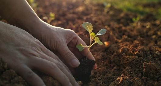 Colombia marca importante registro ambiental: "más de 63 millones de árboles en cinco años"