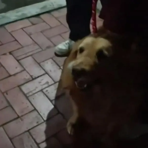 Perrita con cáncer