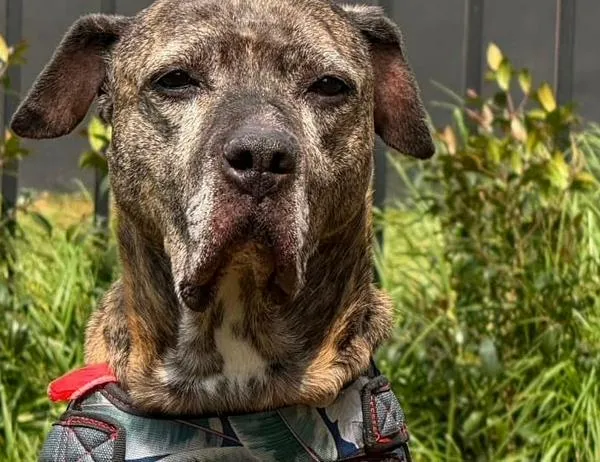 Vacuna gratis contra la rabia para perros y gatos en Bogotá: consulta los puntos fijos y sus horarios 