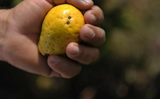Cómo cultivar y cuidar un árbol de guayaba en casa para cosechar frutos de calidad según recomendaciones especializadas