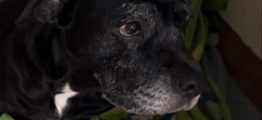 Operativos en Engativá y Santa Fe permitieron el rescate de perros en condición de maltrato en Bogotá