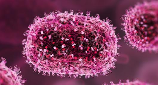 ¿Qué es el virus Shamonda? Reportaron la muerte de una persona por esta enfermedad