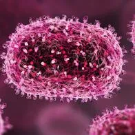 ¿Qué es el virus Shamonda? Reportaron la muerte de una persona por la enfermedad