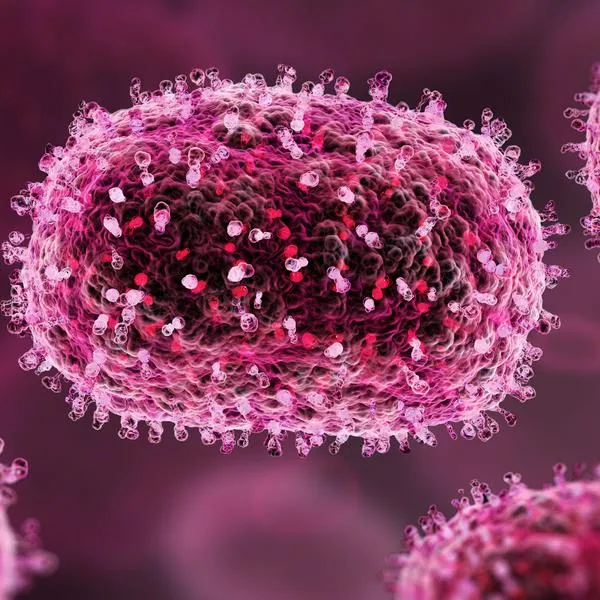 ¿Qué es el virus Shamonda? Reportaron la muerte de una persona por la enfermedad