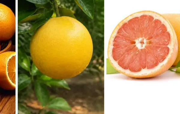 Naranja, toronja y pomelo: ¿en qué se diferencian?