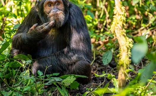 La amistad influye en el comportamiento y las reacciones emocionales de los chimpancés ante situaciones de robo, revela estudio