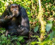 Los chimpancés también parecen cuidar sus amistades: le roban menos a sus amigos