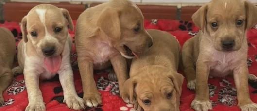 CAPA realizará jornada de adopción de perros y gatos este sábado en Ibagué: requisitos y detalles del evento