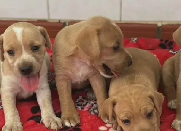 ¿Busca un peludito? Este sábado habrá jornada de adopción en Ibagué
