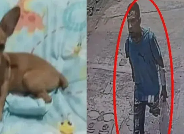 ¡Se llevaron hasta una mascota! Denuncian robos en dos casas de Ibagué