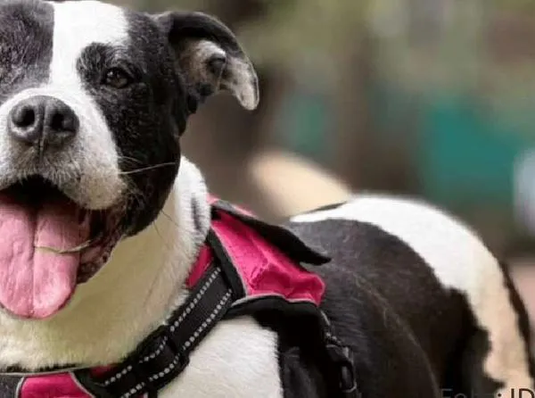 Bogotá busca comprar seis perros por COP 100 millones para cárceles: polémica por contrato