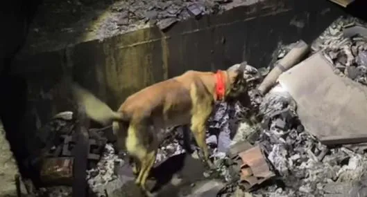 Perros de rescate hallan cadáver en reconocido centro comercial: cámaras de seguridad, reveladoras