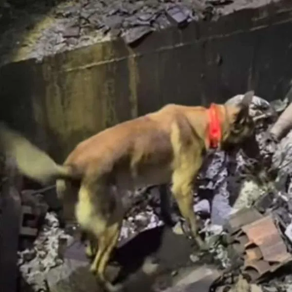 Hallan cadáver en centro comercial Fundadores usando cámaras y perros de rescate