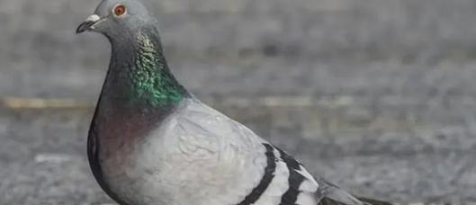 Alerta en Ibagué por aumento de palomas: autoridades advierten riesgos de salud pública y buscan soluciones