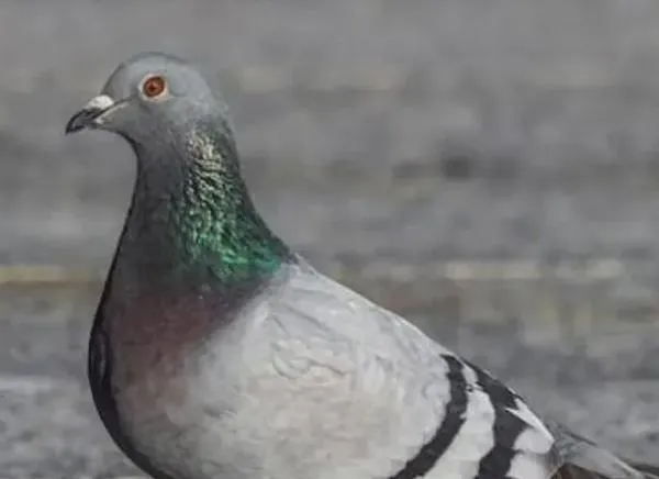 Investigador de la Universidad de Ibagué alerta sobre riesgos sanitarios por palomas