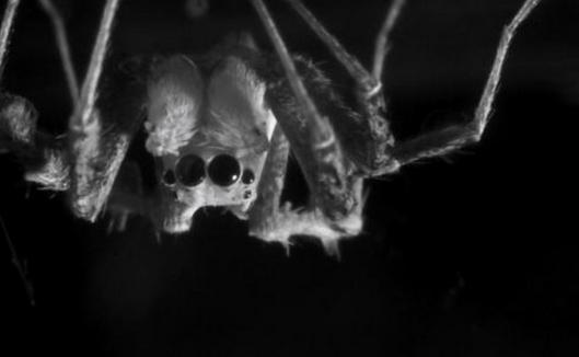 Investigadores confirman que la araña saltarina australiana experimenta sueño regulado con fases similares al sueño REM