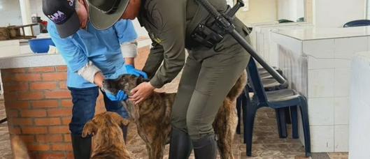 Operativo del CAPA en Ibagué valoró a 46 animales y dejó seis en custodia preventiva en Plaza de La 21