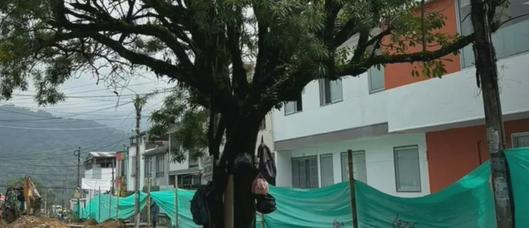 Vecinos de Ibagué piden esclarecer permisos y motivos para la posible tala de árbol de 20 años en la calle 31 con carrera 5ta