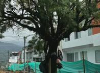 Rechazan tala de árbol de 20 años por obras en una vía de Ibagué