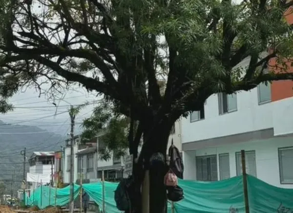 Rechazan tala de árbol de 20 años por obras en una vía de Ibagué