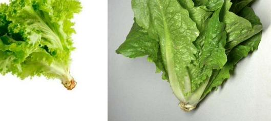 Lechuga romana vs crespa: diferencias en textura, sabor, valor nutricional y conservación para elegir la mejor opción