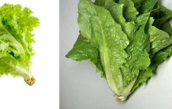 Diferencias entre lechuga crespa y romana: ¿Cuál elegir?