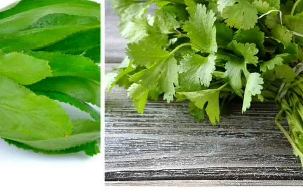 Diferencias entre el cilantro y el culantro: ¿cuál escoger?