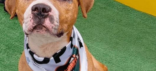 IDPYBA anuncia nuevos turnos de esterilización gratuita para perros y gatos en la UCA de Bogotá del 3 al 6 de noviembre