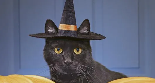 Advierten sobre riesgos para los gatos negros durante Halloween y dan consejos para protegerlos