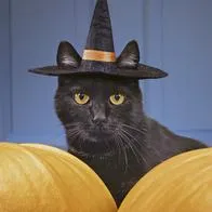 Advierten sobre riesgos para los gatos negros durante Halloween y dan consejos