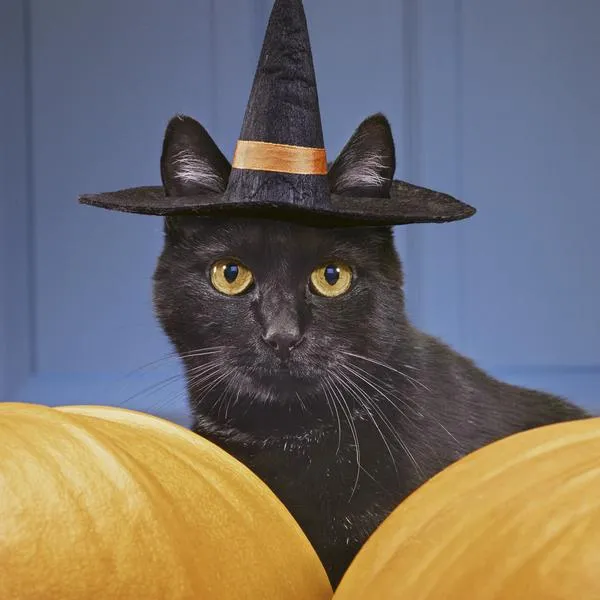 Advierten sobre riesgos para los gatos negros durante Halloween y dan consejos