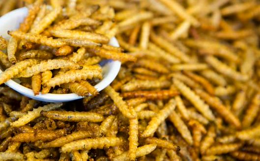 El consumo de insectos en la gastronomía: tradiciones, retos culturales y beneficios nutricionales en Colombia