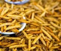 ¿Se atrevería a probar recetas con insectos? Así se consumen alrededor del mundo 