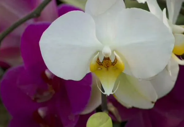 Caliorquídeas 2026: avistamiento de especies de flora y programación